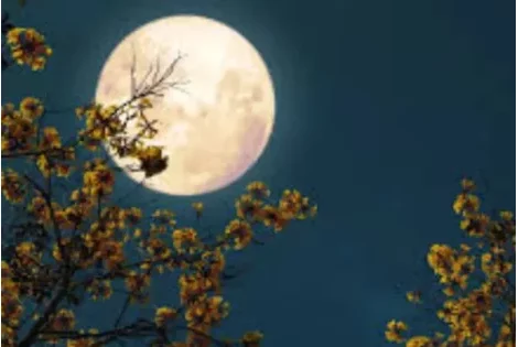 Pleine lune du 1er avril : Bélier, Cancer, Balance… trois signes face à une vague de révélations 