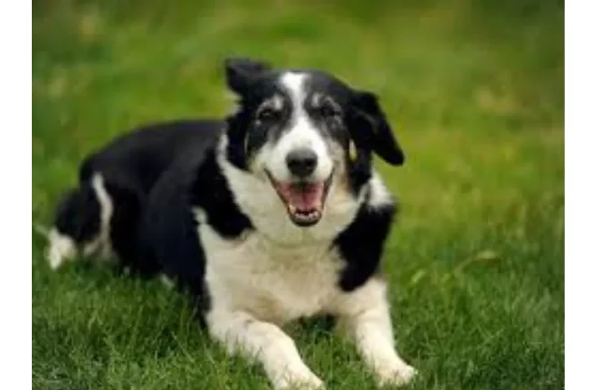 Italie : un migrant malien arrêté après avoir égorgé un chien pour le manger