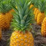 Bénin : en pleine négociation de vente d'un champ d'ananas d'autrui, ils ont été arrêtés