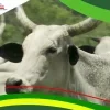 Bénin : Appel à candidatures pour la sélection d'éleveurs de ruminants bénéficiaires de 137 forages et abreuvoirs