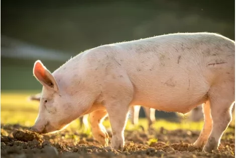 Insolite à Abomey-Calavi : un zemidjan surpris en flagrant délit de vol de la viande de porc à Agassa-Godomey