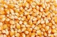 Bénin : des tonnes de maïs invendues, l'Association des producteurs alerte