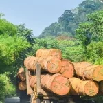 création de la Société de Développement Forestier (SODEF S.A)