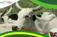 Bénin : Appel à candidatures pour la sélection d'éleveurs de ruminants bénéficiaires de 137 forages et abreuvoirs