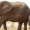 Bénin : des éléphants en divagation sèment la panique à Djougou