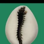 Cadre de vie au Bénin : voici la vision du duo Hounkpè-Hounwanou pour l'environnement