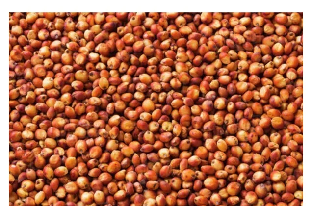  l'ANAN invite les ménages à consommer le sorgho rouge pour une meilleure santé