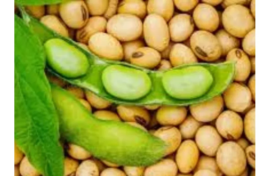 Bénin : le gouvernement fixe les conditions de commercialisation du soja pour la campagne 2025-202