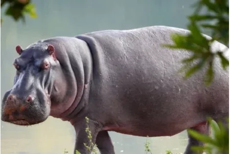 Côte d'Ivoire : un hippopotame renverse une embarcation et fait 11 morts sur le fleuve Sassandra