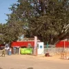 ‘‘Gnamblikpo-tin'' ou l'Arbre du retour, témoin d'un passé vieux de près de 3 centenaires 
