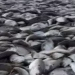 Abomey-Calavi : l'odeur de poissons avariés asphyxie la population de Tokpa-Zoungo