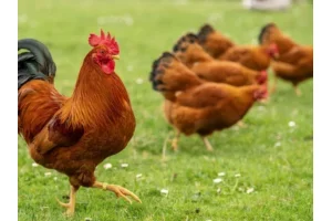 Justice : plainte pour nuisance sonore contre un coq, voici la décision du juge