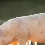 Insolite à Abomey-Calavi : un zemidjan surpris en flagrant délit de vol de la viande de porc à Agassa-Godomey