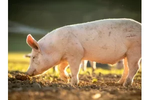 Insolite à Abomey-Calavi : un zemidjan surpris en flagrant délit de vol de la viande de porc à Agassa-Godomey