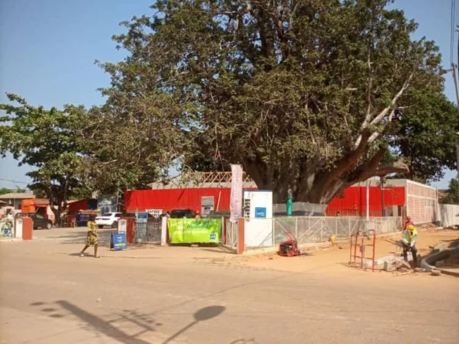 ‘‘Gnamblikpo-tin'' ou l'Arbre du retour, témoin d'un passé vieux de près de 3 centenaires 