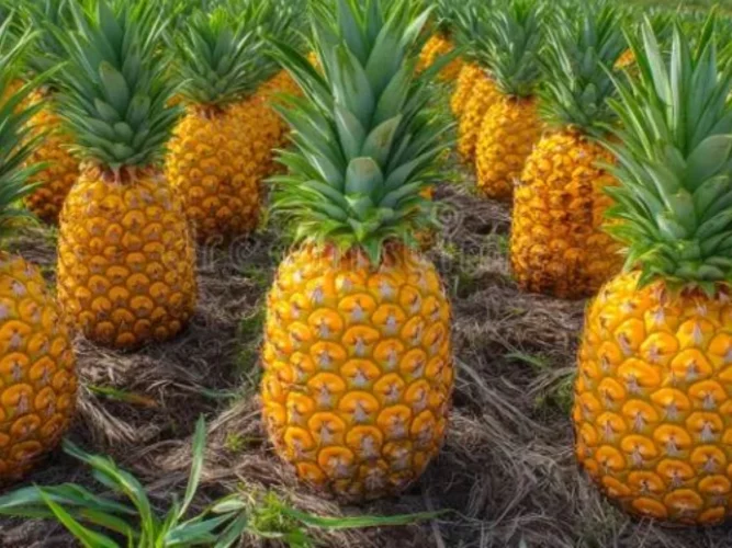 Bénin : en pleine négociation de vente d'un champ d'ananas d'autrui, ils ont été arrêtés