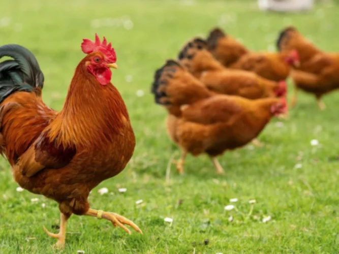 Justice : plainte pour nuisance sonore contre un coq, voici la décision du juge