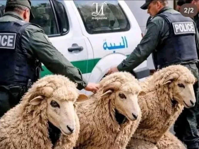 Insolite en Algérie : déguisés en moutons pour rallier l'Espagne, trois migrants arrêtés 