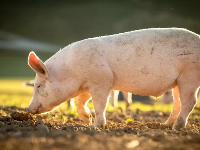 Insolite à Abomey-Calavi : un zemidjan surpris en flagrant délit de vol de la viande de porc à Agassa-Godomey